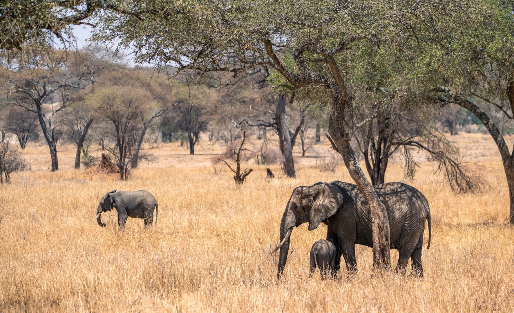 2 day safari Tarangire and Ngorongoro Crater